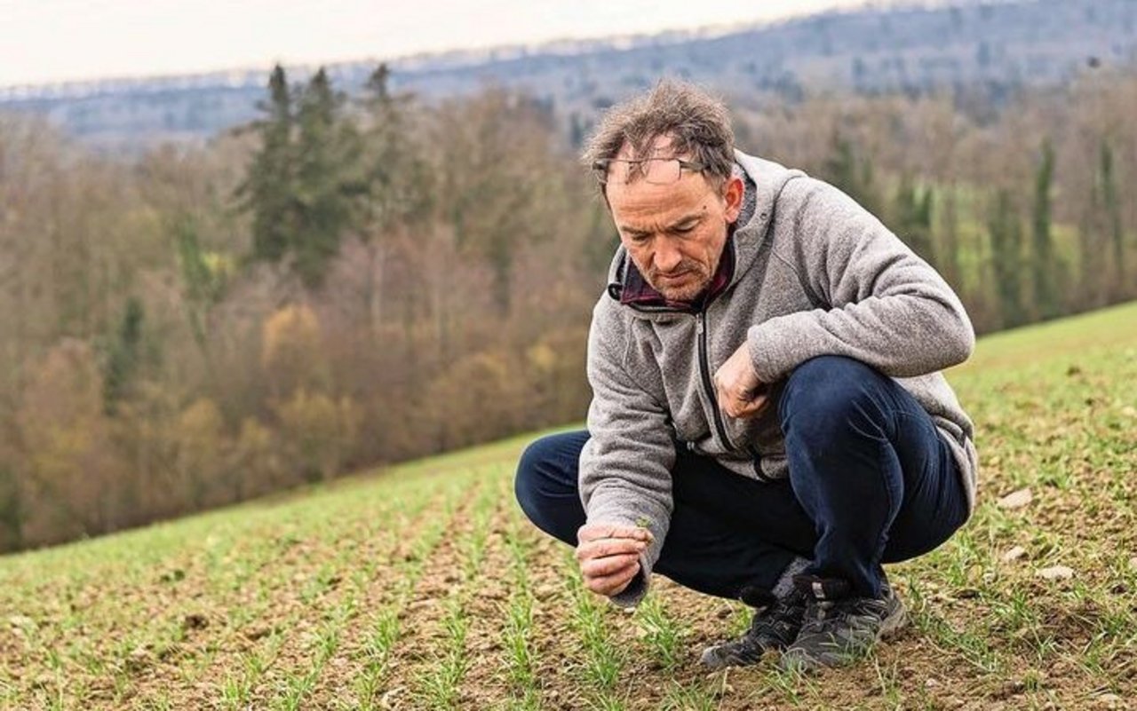 Ein kritischer Blick auf die noch kleinen Unkräuter. Christian Meier entscheidet anhand vom Unkrautdruck mit Ehrenpreis und Vogelmiere, ob ein Striegeldurchgang nötig sein wird.