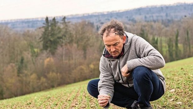 Ein kritischer Blick auf die noch kleinen Unkräuter. Christian Meier entscheidet anhand vom Unkrautdruck mit Ehrenpreis und Vogelmiere, ob ein Striegeldurchgang nötig sein wird.