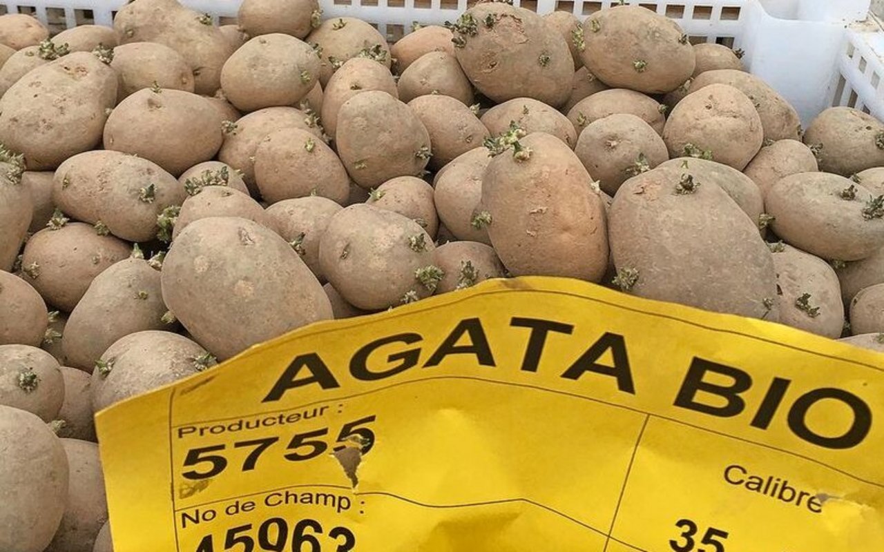 Schön vorgekeimtes und gesundes Saatgut ist eine wichtige Prävention der Kraut- und Knollenfäule.