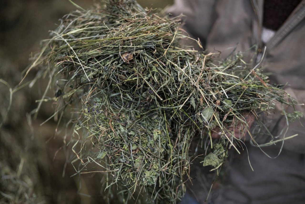 Dank intelligenter Heutrocknung ist das Heu schmackhaft. Bild: Pia Neuenschwander