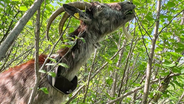 Ziegen fressen Grünerlen gerne und gut. Damit helfen sie, Flächen offen zu halten.