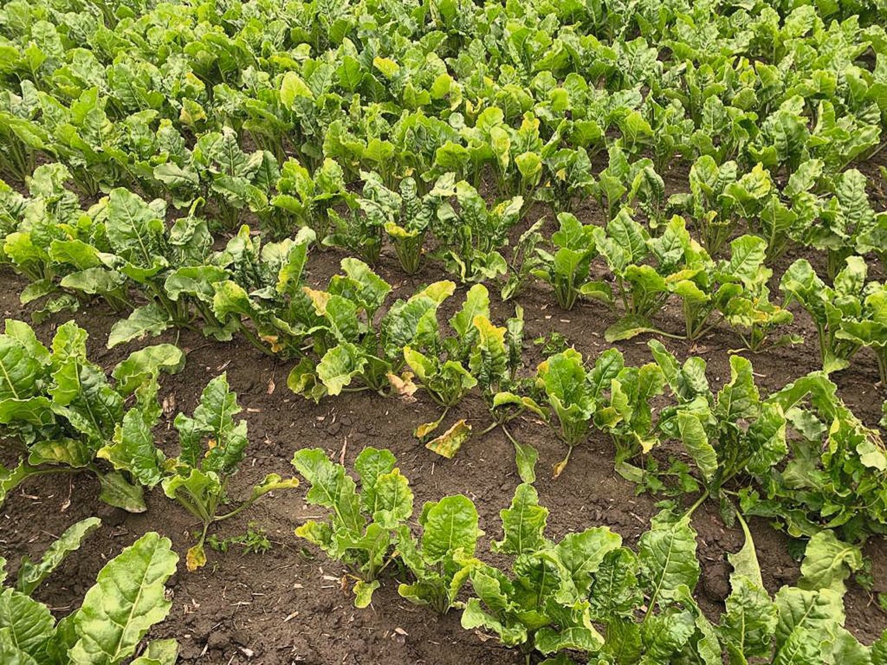 Hier waren grüne Blattläuse am Werk, die das Virus der Vergilbungskrankheit übertragen. 2021 wird der Zuflug überwacht und mittels App gewarnt. Bild: S. Jenni