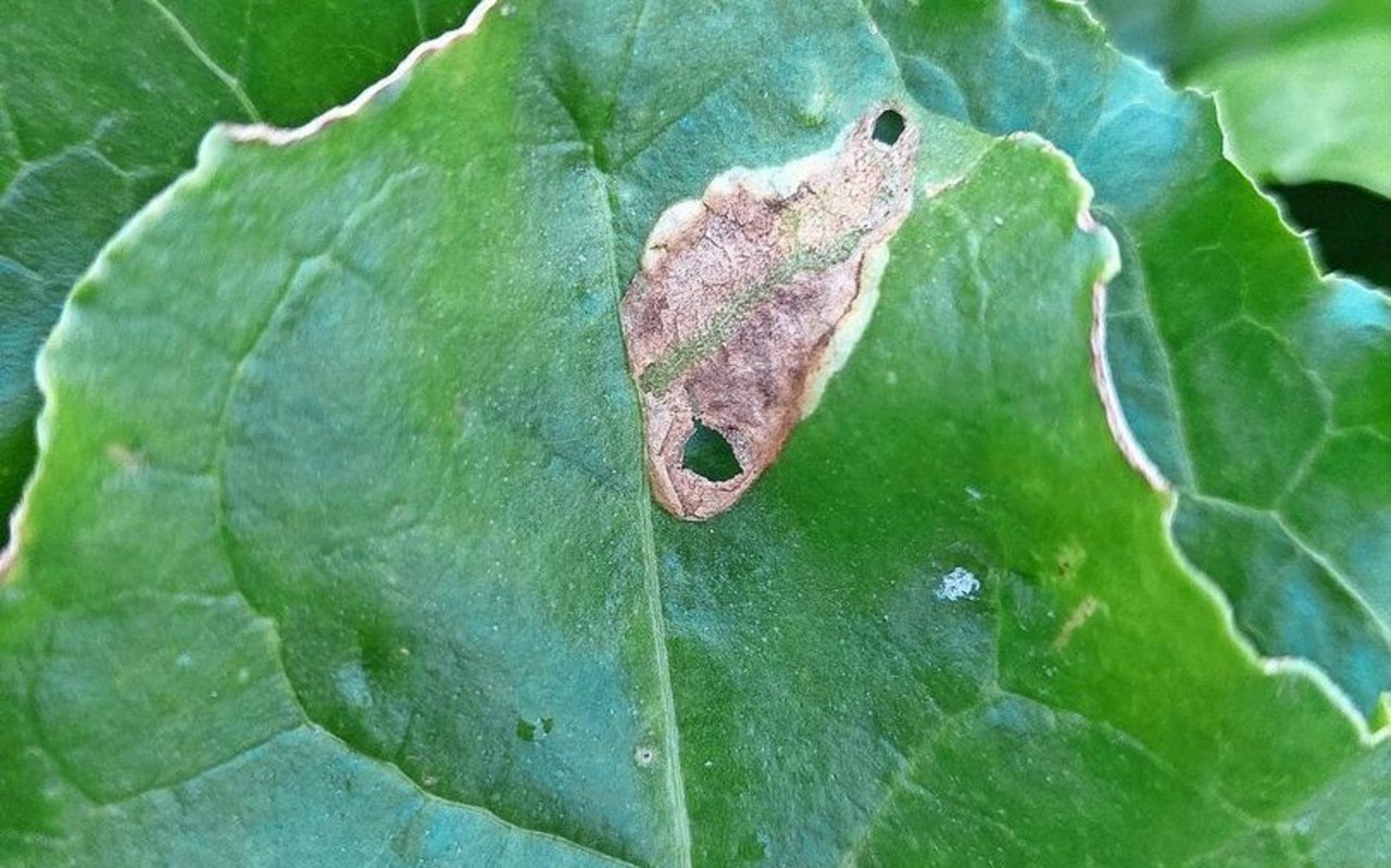 Bei diesem Blattfleck handelt es sich nicht um Cercospora, sondern um Ramularia. Mit der Fungizidbehandlung gegen Cercospora wird der Ramularia-Pilz aber ebenfalls bekämpft. 