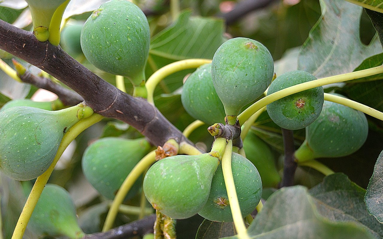 Die Klimaerwärmung rückt Fruchtarten ins Interesse von Obst-Produzenten, welche bisher in der Schweiz selten angebaut wurden. Dazu gehören auch Feigen.
