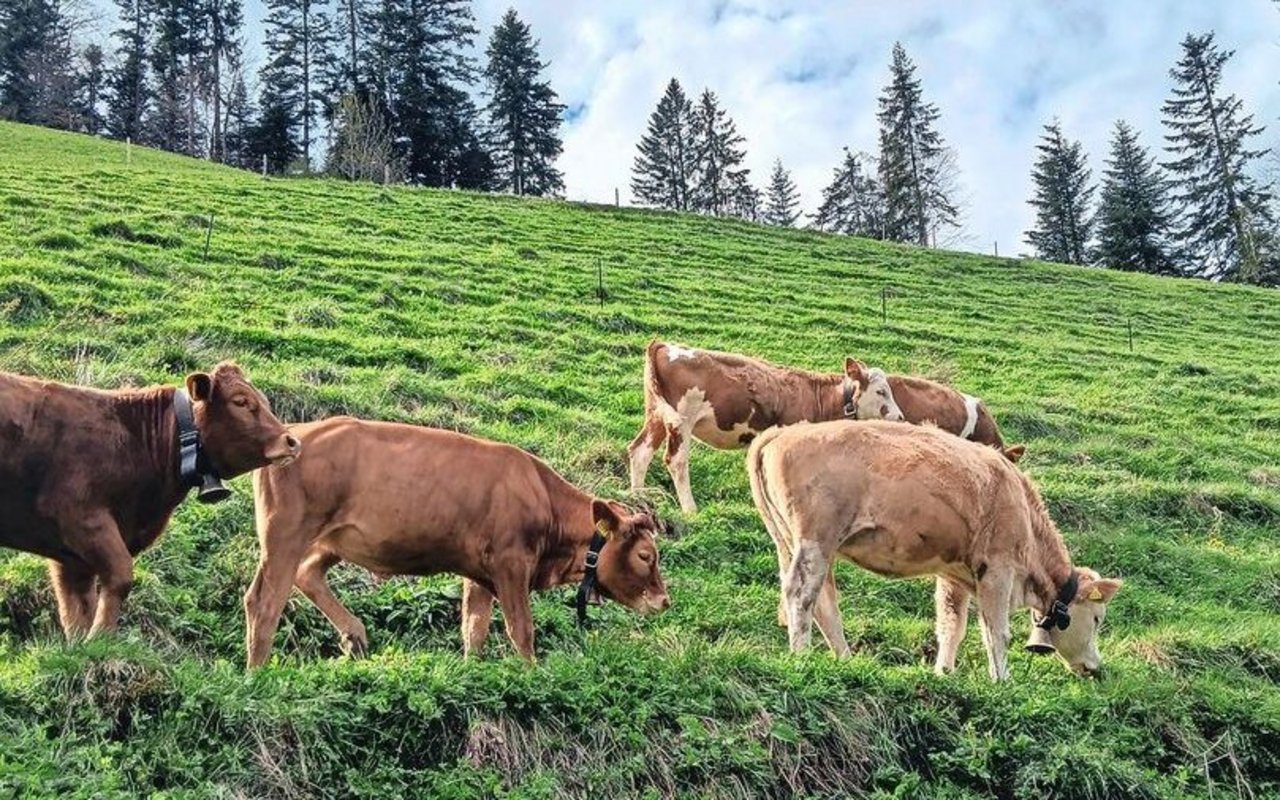 Jungrinder stehen an einem Hang und weiden.