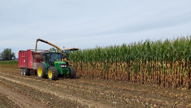 Schon bald kann man sich wieder Gedanken zum nächsten Maisanbaujahr machen. 