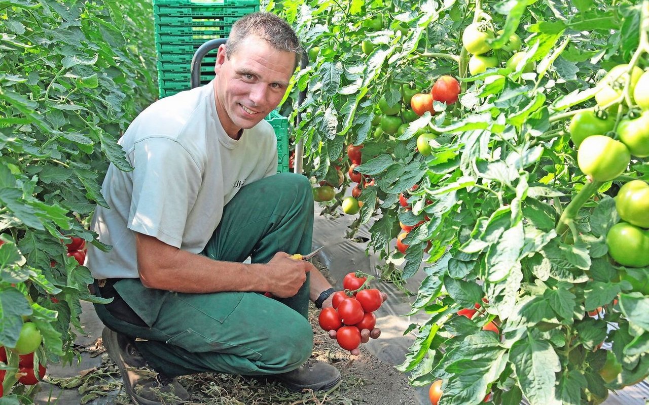 Martin Krucker und seine Frau Petra haben sich einen Helferpool für ihren Gemüsebetrieb aufgebaut.