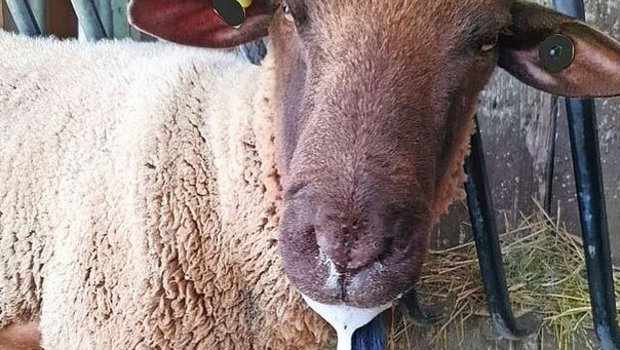 Blauzungenkrankheit bei einem Schaf: Zu den möglichen Symptomen gehört vermehrtes Speicheln. 