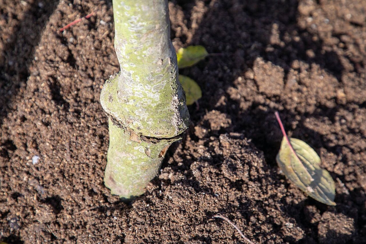 Die Veredlungsstelle muss beim Setzen einige Zentimeter über dem Boden sein.