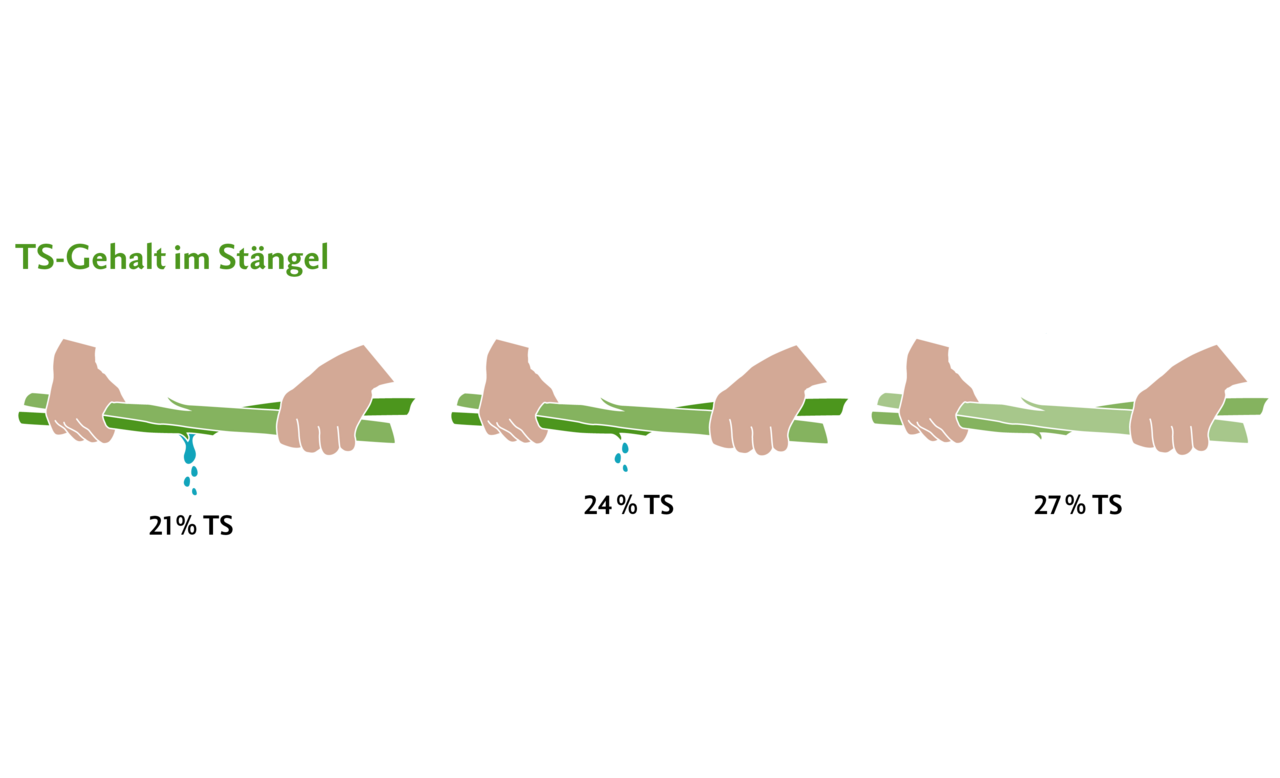 21 % TS = Beim Auswringen tropft Wasser aus dem Stängel. 24 % TS = Optimaler TS-Gehalt für die Ernte, die Hände werden feucht beim Auswringen. 27 % TS = Kaum mehr Feuchtigkeit vorhanden. Um den TS-Gehalt der ganzen Pflanze grob zu schätzen, können der TS vom Kolben und der TS vom Stängel addiert und durch zwei geteilt werden.