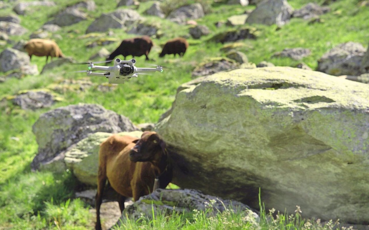 Drohnen werden insbesondere zur Tierkontrolle, Überwachung von Zäunen und zur Schadensabschätzung nach Wolfsangriffen eingesetzt.