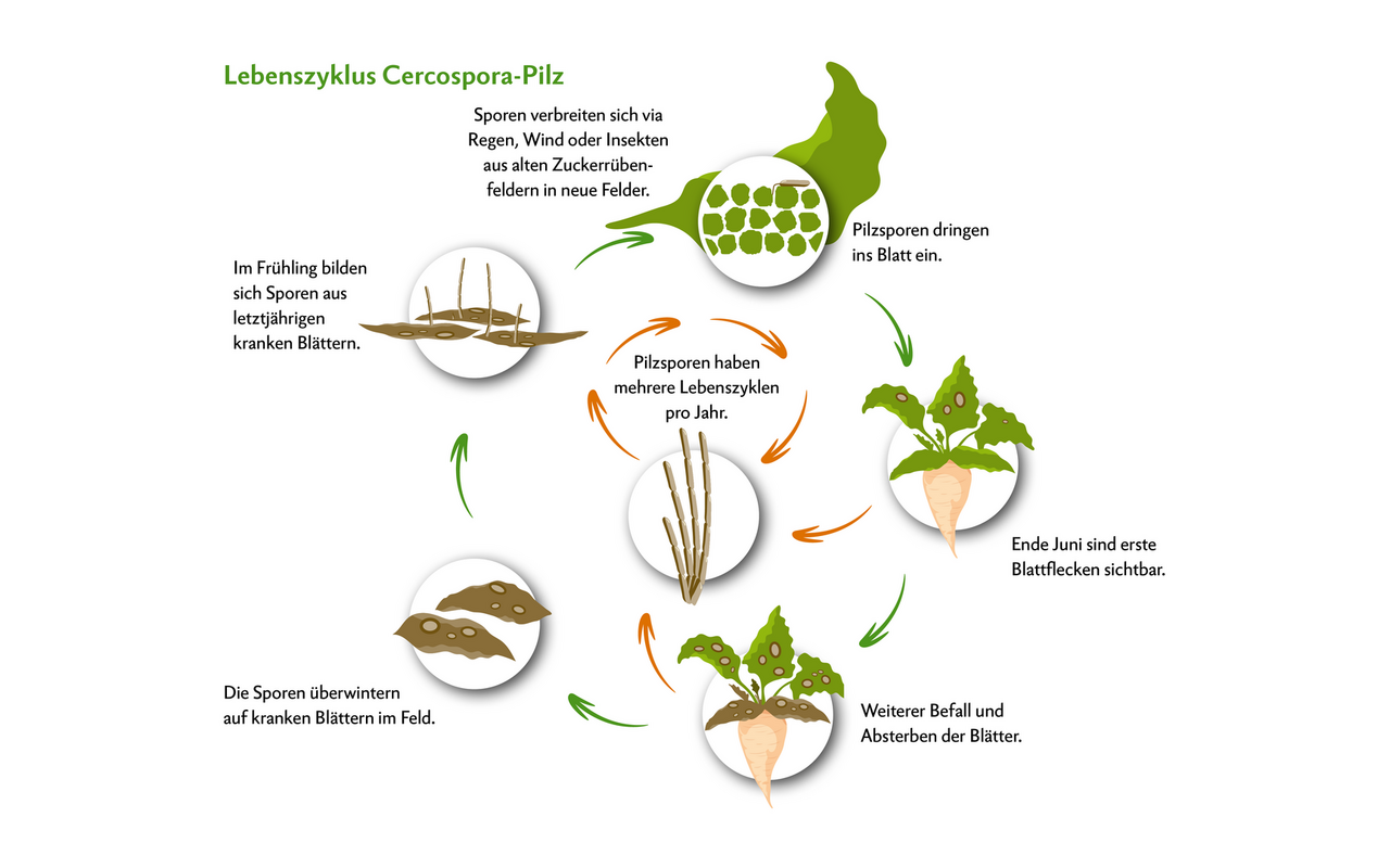 Der Cercospora-Pilz überwintert auf alten Rübenblättern, woraus im Frühjahr Pilzsporen in neue Rübenfelder einfliegen. Der Pilz hat ein grosses Sporenvolumen, zumal er mehrere Entwicklungszyklen im selben Jahr durchlaufen kann.