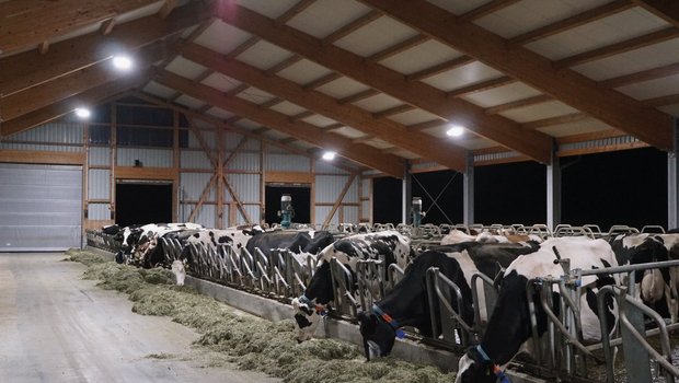 Ein hell beleuchteter Futtertisch animiert die Tiere im Stall von Peter Mosbergerin Gossau SG zum Fressen. Bild: Michael Götz