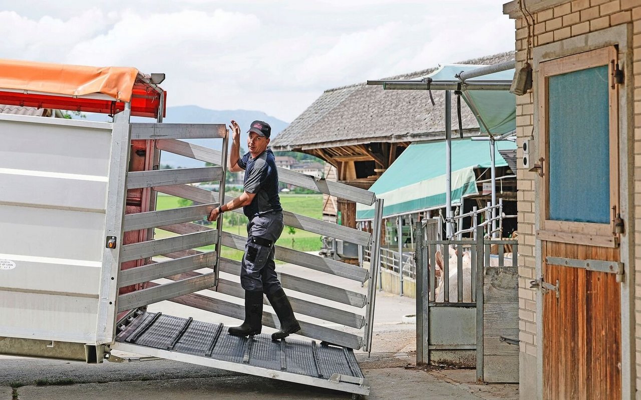 Urs Wyss transportiert seine Sauen selbst zu den Abferkelbetrieben und holt sie auch wieder ab. 