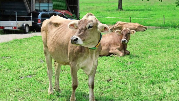 Kühe auf der Weide bei Marcel Ackermann: Ein lebendiger Teil des regenerativen Landwirtschaftssystems, das Boden und Betrieb stärkt.