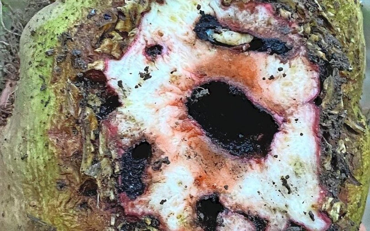 Der Rübenrüssler hat bereits eine zweite Generation produziert. Die Larven verpuppen sich im Rübenkopf und fliegen nachher aus.  