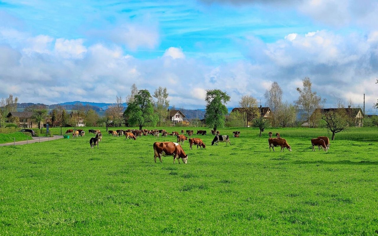 Auf dem Burgrain werden die Milchkühe im Vollweidesystem mit saisonaler Abkalbung gehalten. 