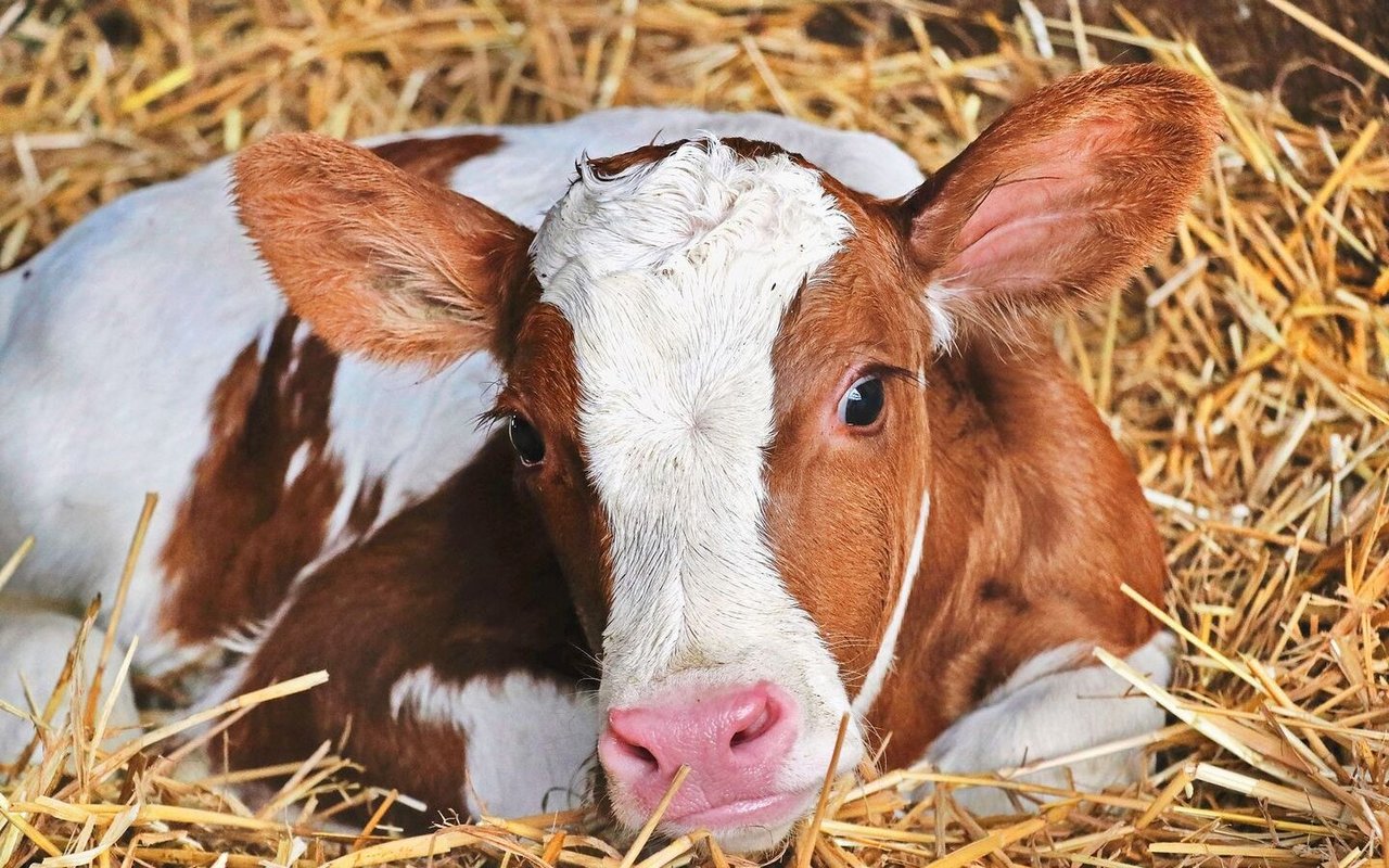 Ein Kalb liegt im Stroh.