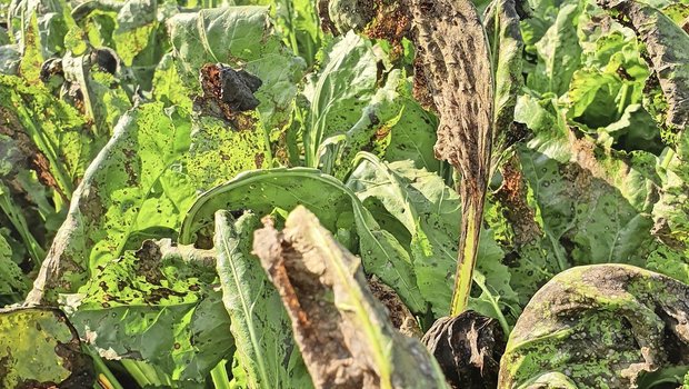 Ein starker Cercospora-Befall kann Zuckerertragsverluste von bis zu 50 Prozent verursachen, aufgrund vom «zuckerfressenden» Wiederaustrieb der Blätter.