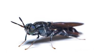 Schwarze Soldatenfliege Eine ausgewachsene Schwarze Soldatenfliege