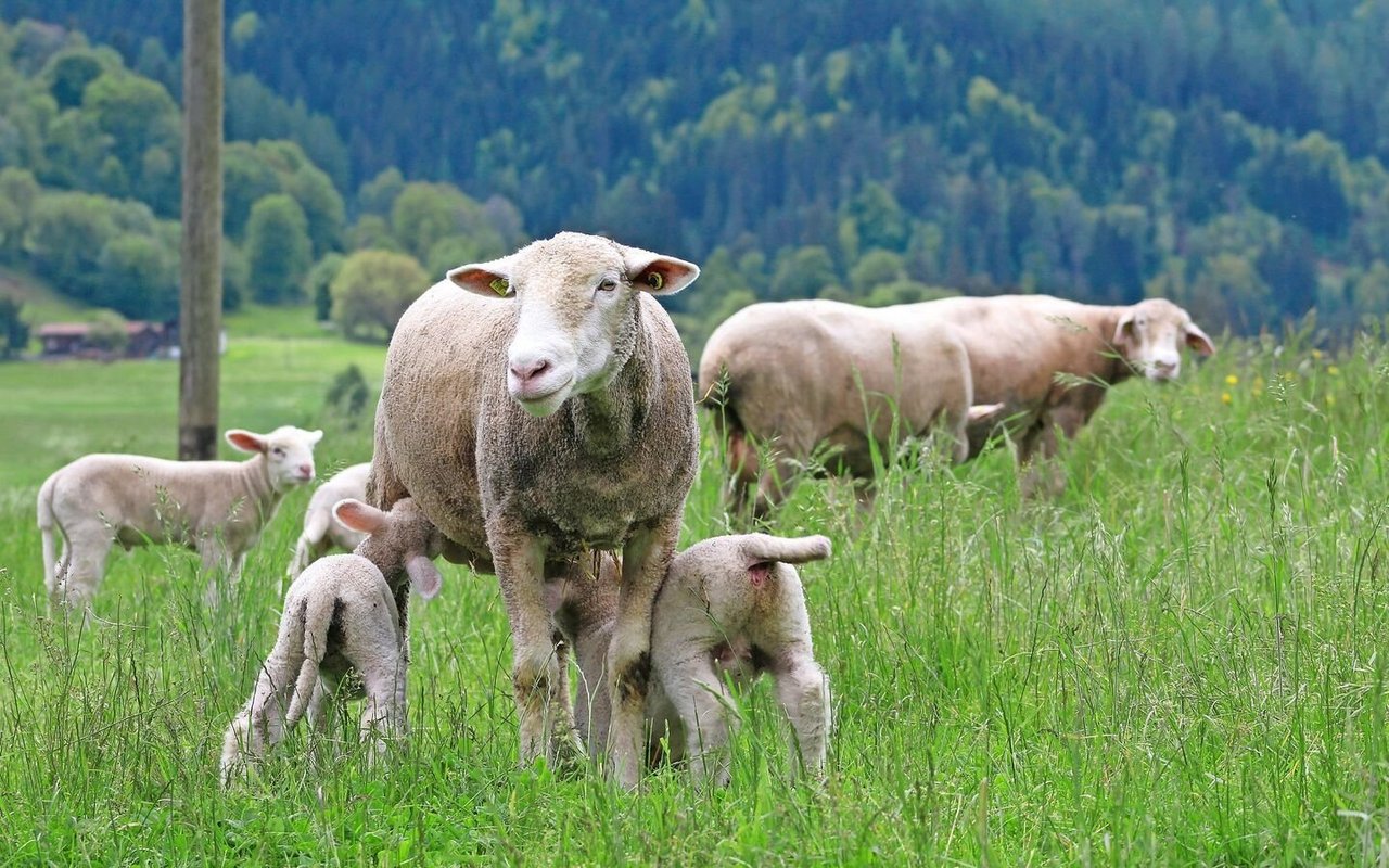In drei bis vier Monaten erreichen Rizzis eigene Tiere ein Lebendgewicht von 46 bis 48 Kilogramm und sind bereit zur Schlachtung.