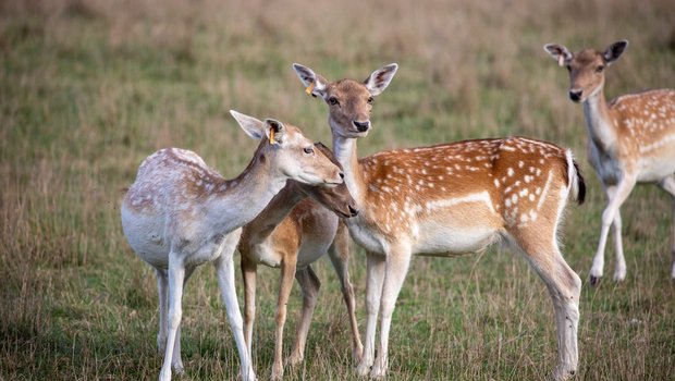 Martin Schurter, Präsident der Schweizerischen Vereinigung der Hirschhalter SVH ist sich sicher:  «Der Hirsch wird ein Exot bleiben, schon rein wegen dem Raumplanungsgesetz.»  Bild: Gian Vaitl