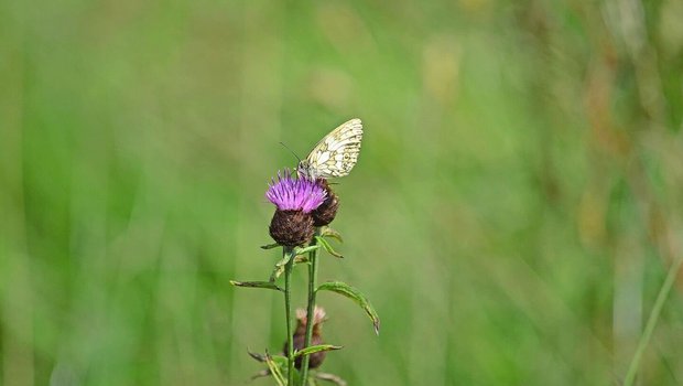 Besonders auf die Biodiversität hat der Biolandbau nachweislich einen positiven Einfluss.