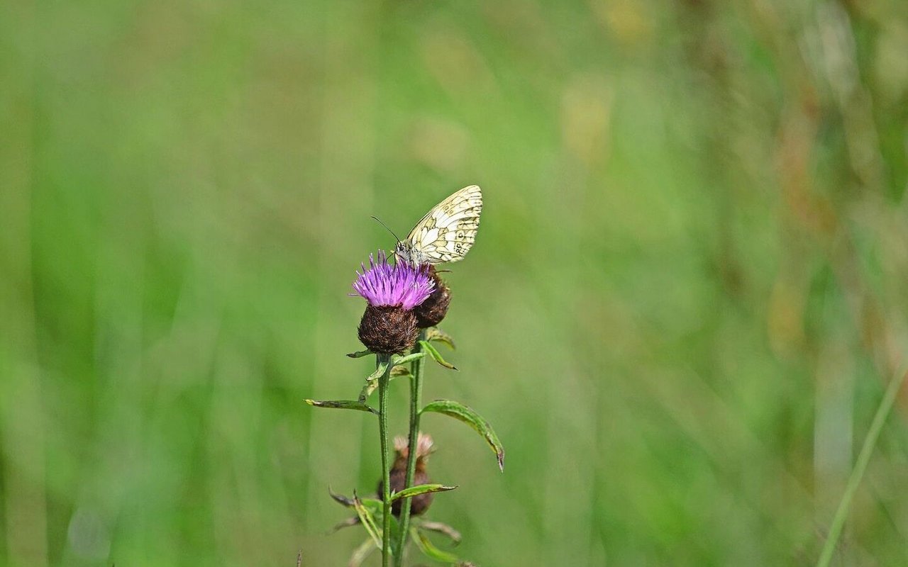Besonders auf die Biodiversität hat der Biolandbau nachweislich einen positiven Einfluss.