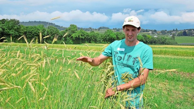 Trotz hoher Halme: Mehr Biomasse wäre bei diesem Grünschnittroggen wünschenswert gewesen, sagt Dominique Flury.
