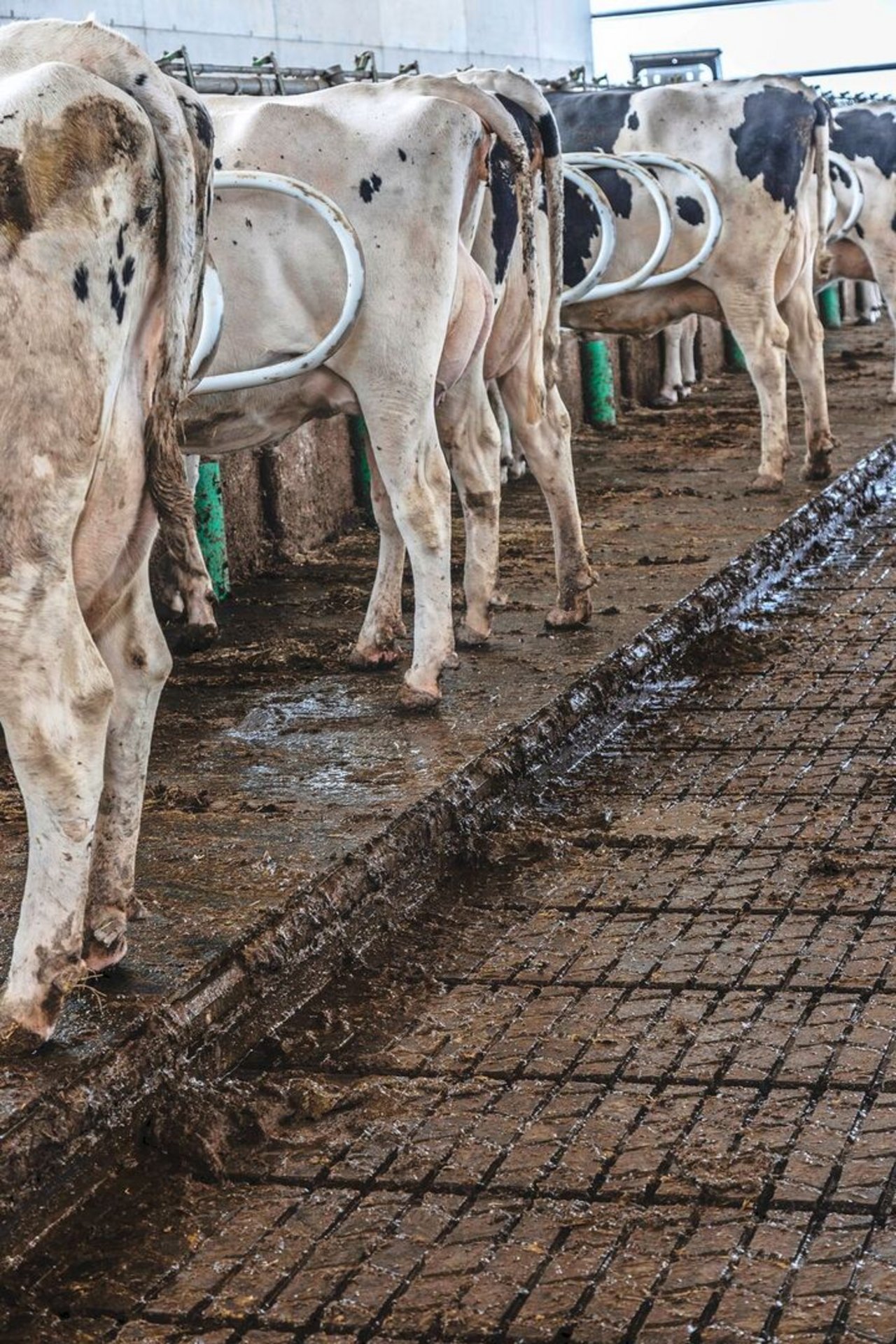 Auf dem 18 Zentimeter hohen Antritt stehen die Kühe im rechten Winkel. Ziel ist, dass Kot und Harn nicht auf dem Antritt liegen bleiben, sondern in den Laufgang fallen.
