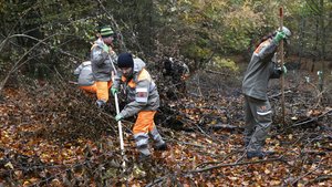Afrikanische Schweine Schweiz Personen vom Zivilschutz suchen mit Stangen den Waldboden nach toten Wildschweinen ab.