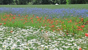 Ackerblühstreifen brauchen Aufmerksamkeit, damit sie richtig gedeihen – denn nur dann bieten sie Nützlingen einen geeigneten Lebensraum.