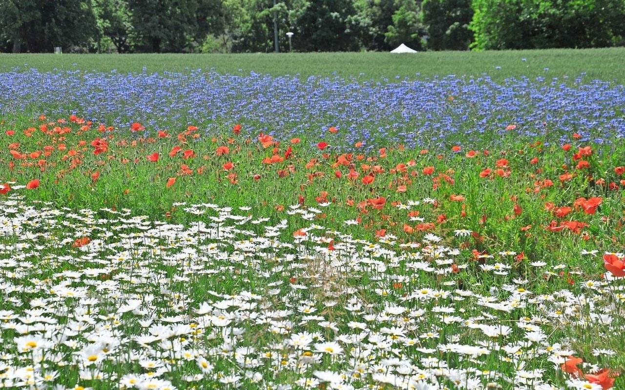 Ackerblühstreifen brauchen Aufmerksamkeit, damit sie richtig gedeihen – denn nur dann bieten sie Nützlingen einen geeigneten Lebensraum.
