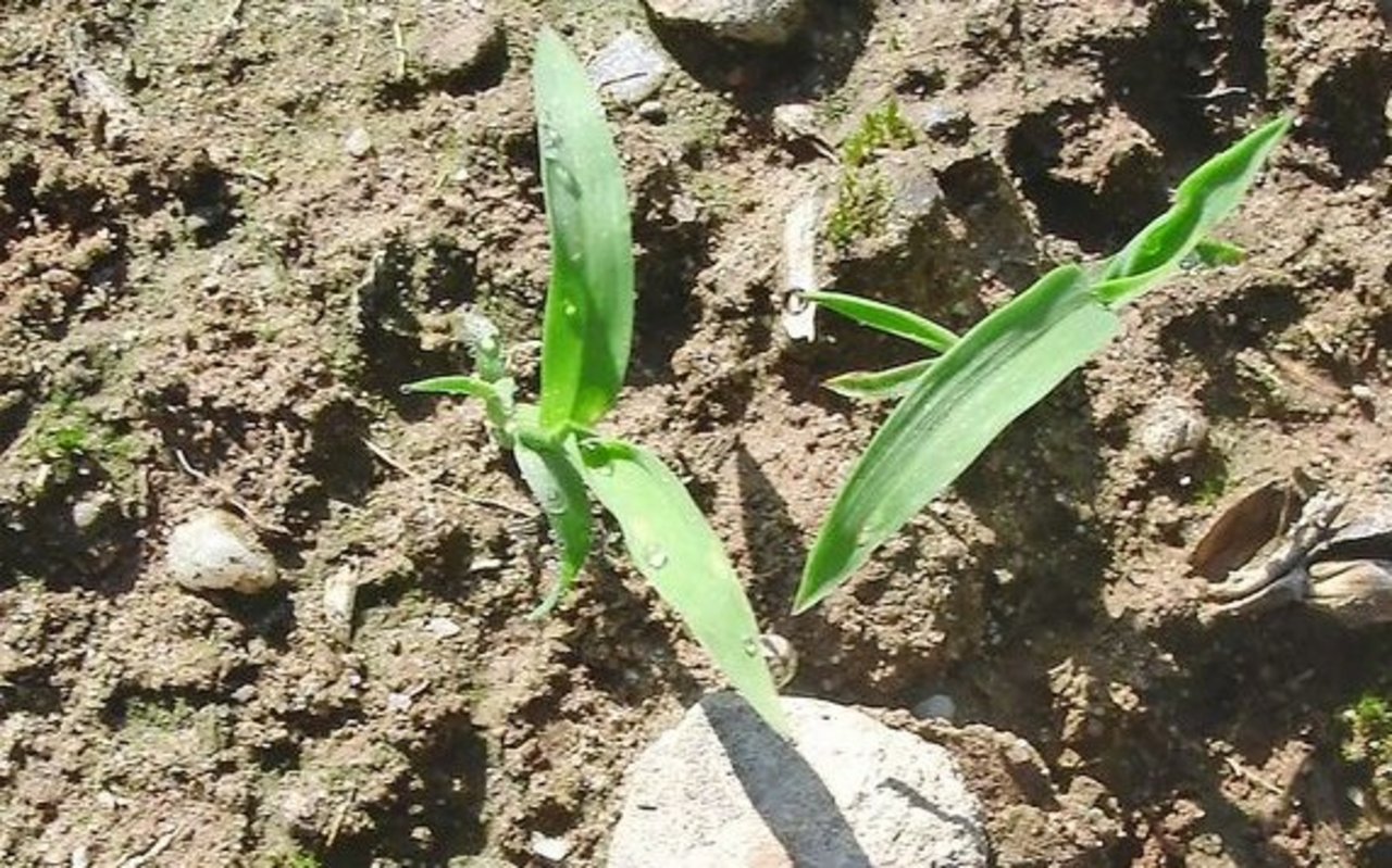 Die Hühnerhirse ähnelt der Blutfinger-hirse im Keimblatt, hat aber oftmals eine rot-violette Stängelbasis. 