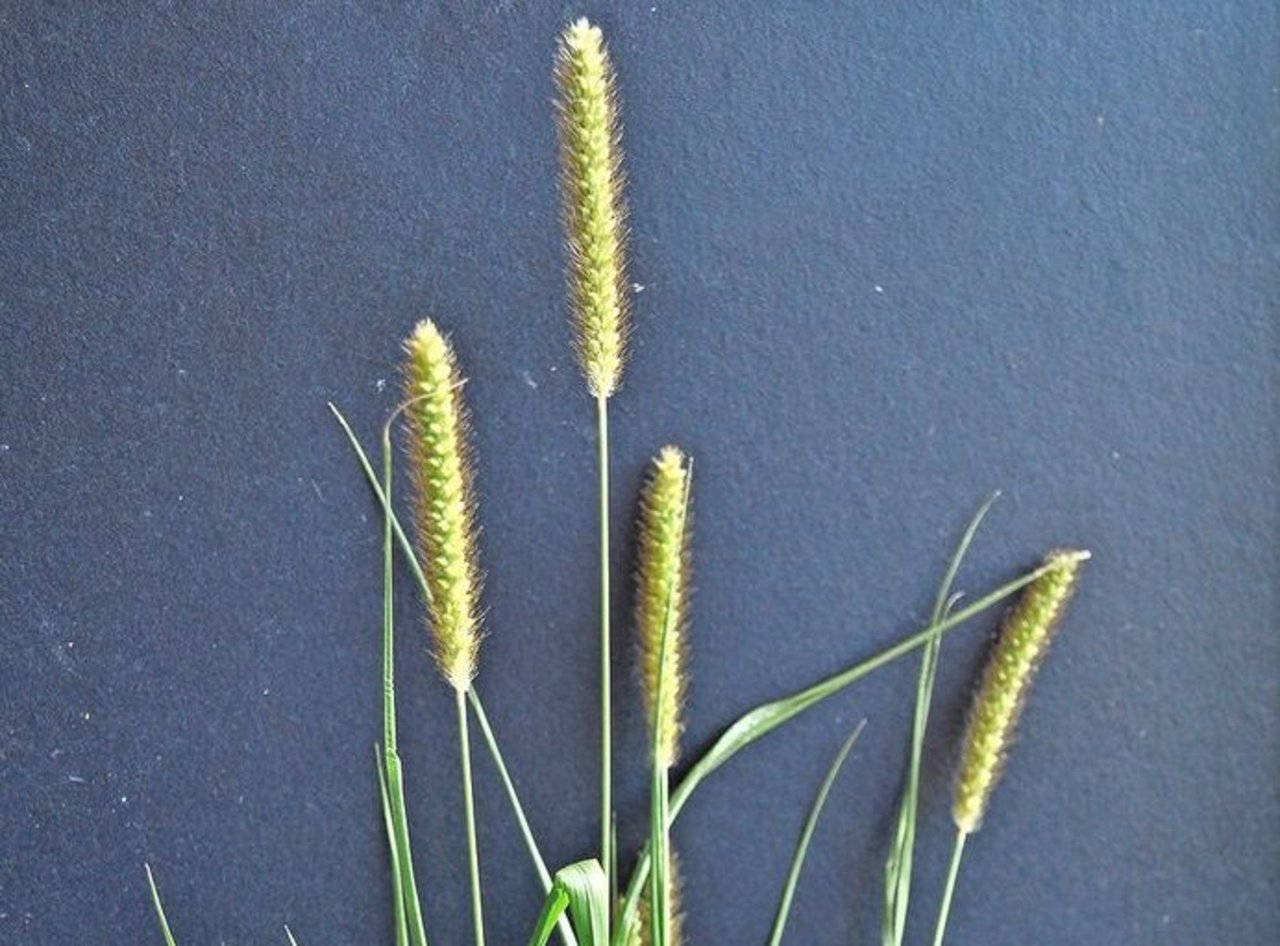 Die Borstenhirse ist vor allem im Grünland ein Problem.