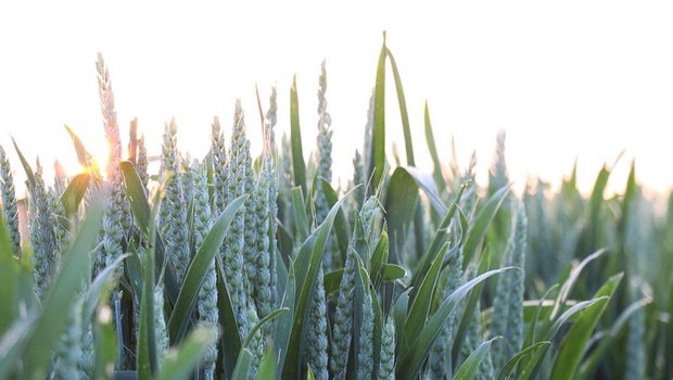 Welche Weizensorte darf es sein? Die Entscheidung für die Ernte 2026 steht jetzt an.