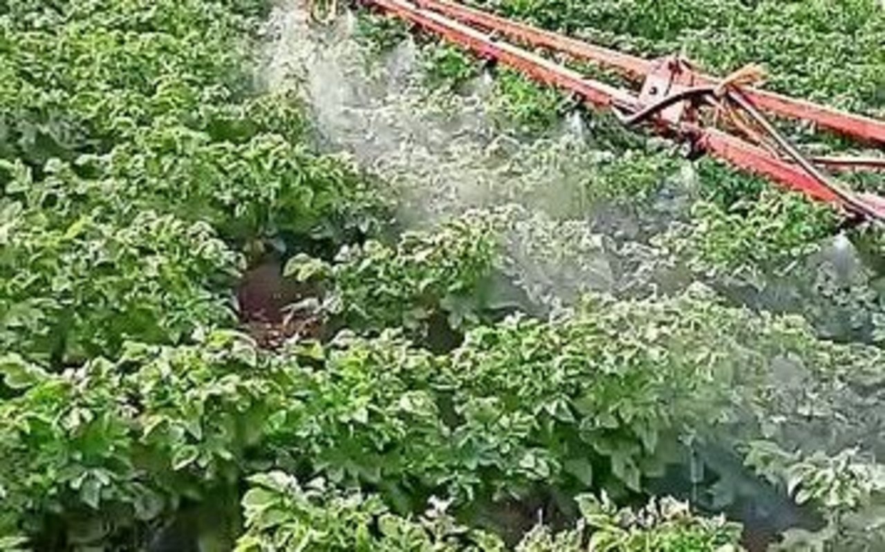 Das Benetzen mit der Feldspritze hat die Kartoffeln gerettet.