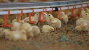 Gesundheit Mastgeflügel Acht Tage alte Küken stehen und liegen im Stall und trinken teils von den Getränkenippeln.
