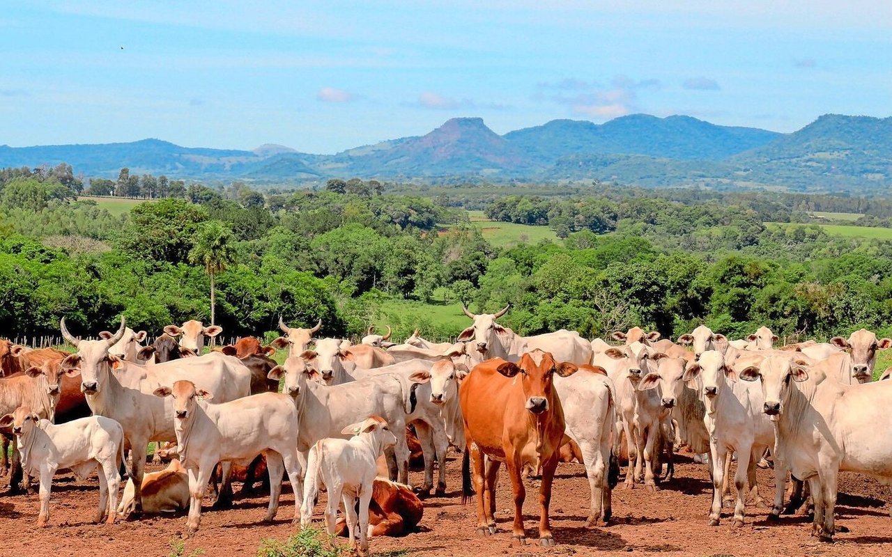 Eine Rinderherde in Paraguay: Das Land gehört wie Brasilien, Argentinien und Uruguay zu den Mercosur-Märkten.