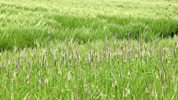 Bei starker Verunkrautung mit Ackerfuchsschwanz im Getreide sind Ertragsminderungen von bis zu 50 Prozent möglich.