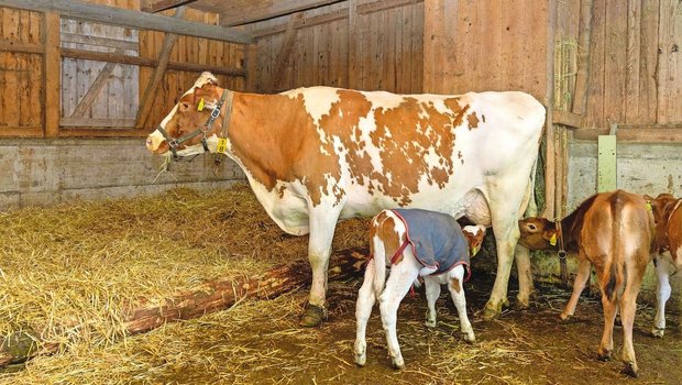 Ammen werden meistens auf Milchbetrieben eingesetzt, um mehrere Kälber mit Milch zu versorgen.   