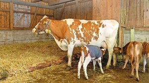 Ammen werden meistens auf Milchbetrieben eingesetzt, um mehrere Kälber mit Milch zu versorgen.