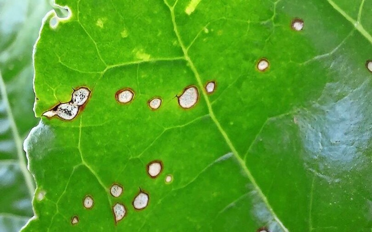 Cercospora ist an kleinen (Durchmesser: 3–5 mm), runden, hellgrauen Flecken mit rotbraunem Rand erkennbar. Sie treten zuerst einzeln auf und können später ineinanderfliessen. Innerhalb der Flecken sind die Pilzsporen als kleine schwarze Punkte sichtbar.