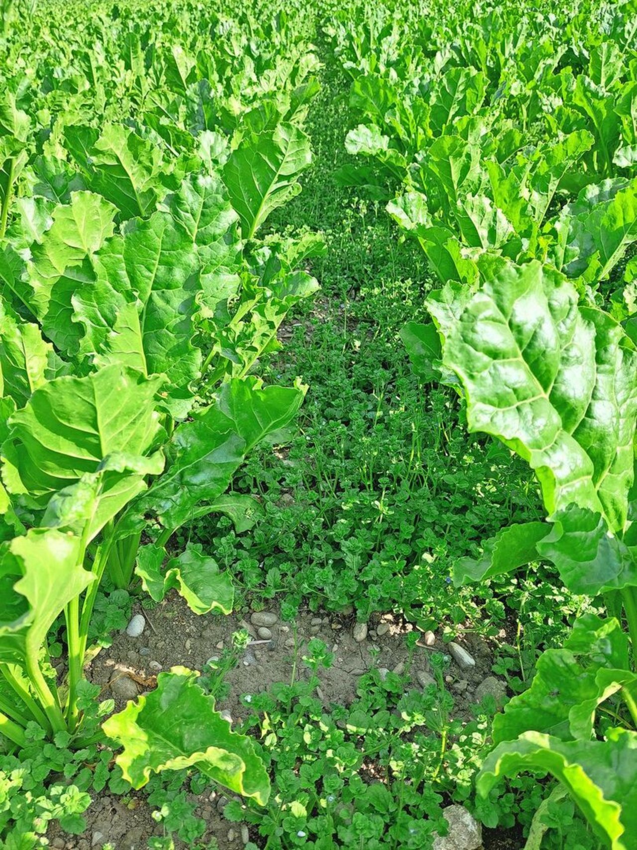 Im gepflügten Teil nahm Ehrenpreis überhand bei den Sorten mit spätem Reihenschluss.