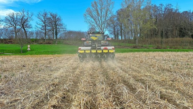 In die abgefrorene Gründüngung wurden am 2. April die Zuckerrüben mittels Direktsaat eingesät. Dazwischen bleibt Platz, um später den Mais einzusäen.