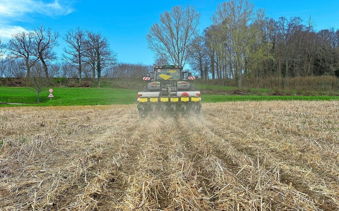In die abgefrorene Gründüngung wurden am 2. April die Zuckerrüben mittels Direktsaat eingesät. Dazwischen bleibt Platz, um später den Mais einzusäen.