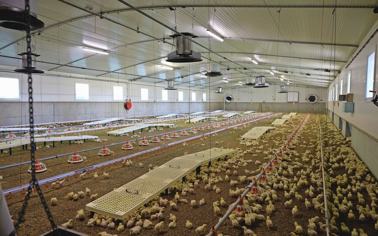 Um die Gesundheit der Bevölkerung zu schützen, werden Mastpouletbetriebe in der Schweiz seit Jahren auf Salmonellen überprüft. 