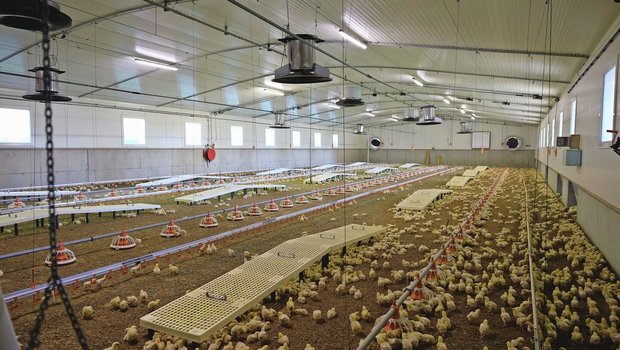 Um die Gesundheit der Bevölkerung zu schützen, werden Mastpouletbetriebe in der Schweiz seit Jahren auf Salmonellen überprüft. 
