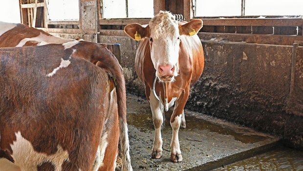 Gerade Hochleistungskühe sollten im Idealfall nie tatenlos rumstehen. Die Belastung der Klauen ist beim Stehen am grössten.