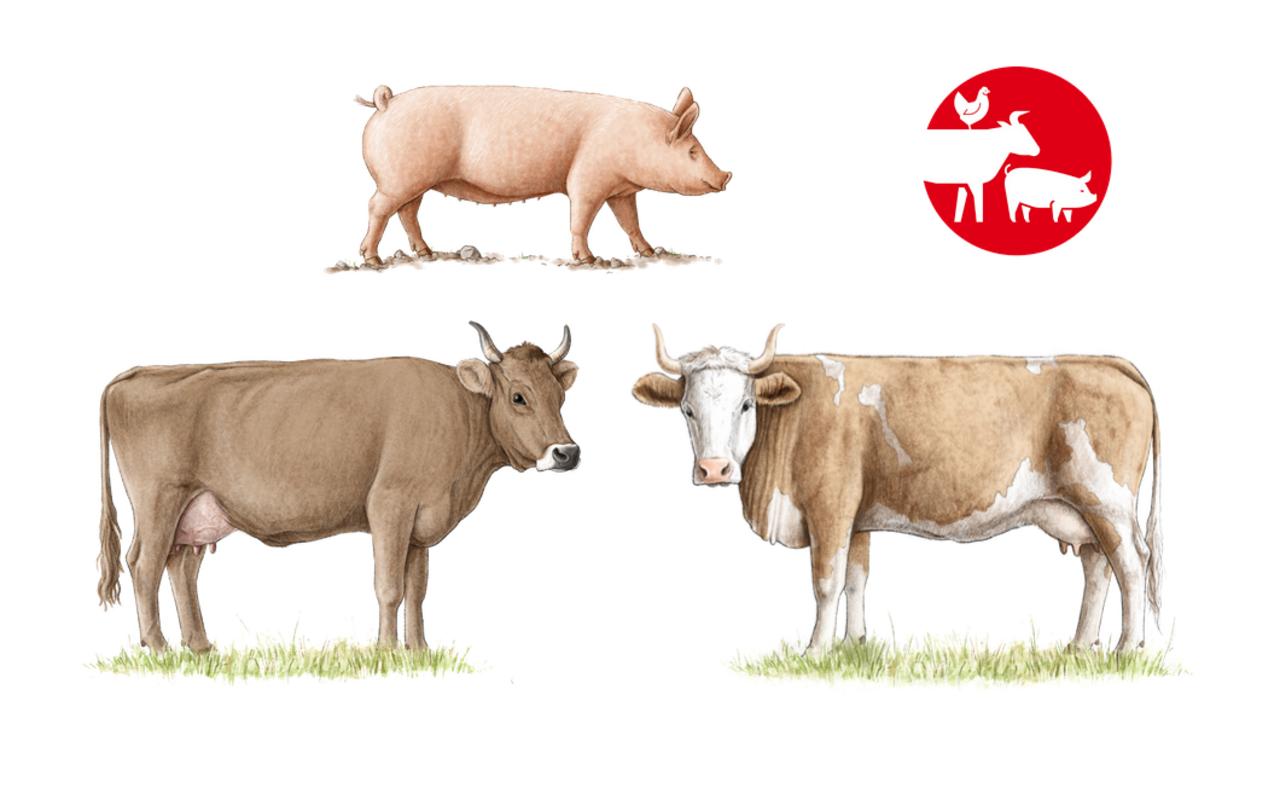 Symbolbild mit einer Kuh und einem Schwein.